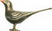 amsel halbplastisch